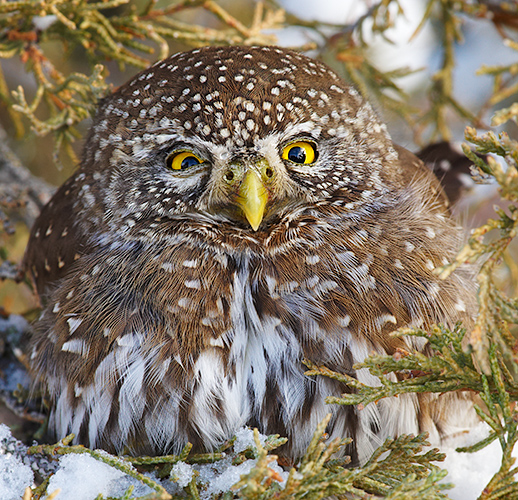Northern Pygmy-Owl in Juniper