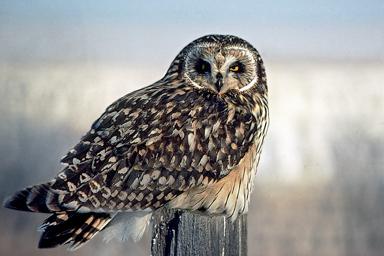 Short-eared Owl on Frozen Prairie