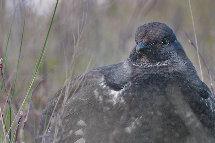 Blue Grouse in Grass