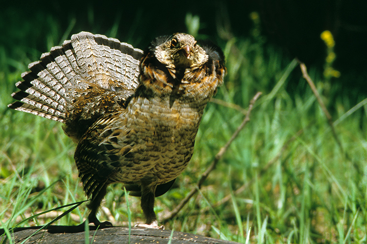 Ruffed Grouse Courting