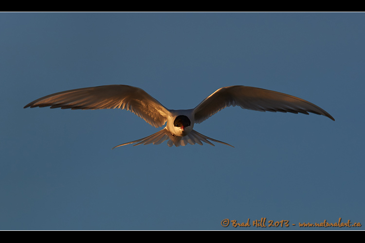 Midnight Gold - Arctic Tern