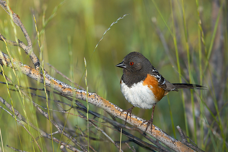 The Essential Spotted Towhee