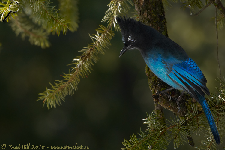 Stellers Jay in Shade