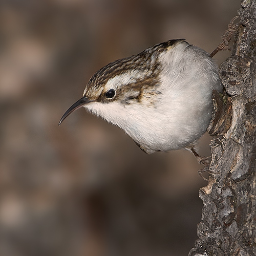 Brown Creeper on Brown Background