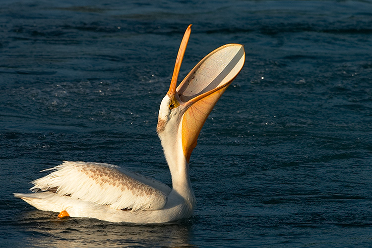 Pelican with Mouth Agape