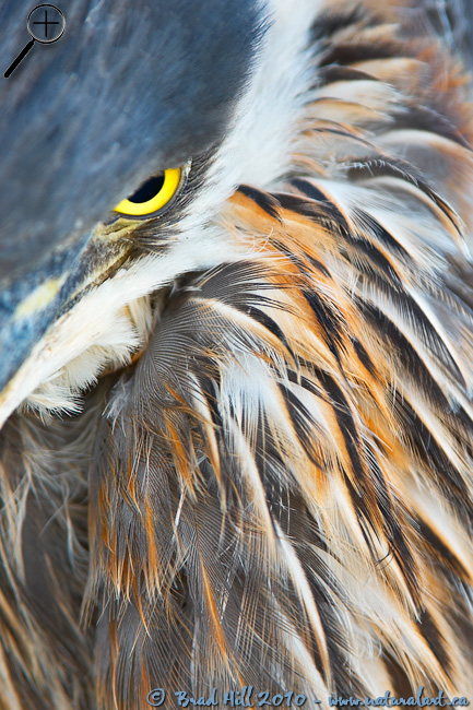 Eye of Heron