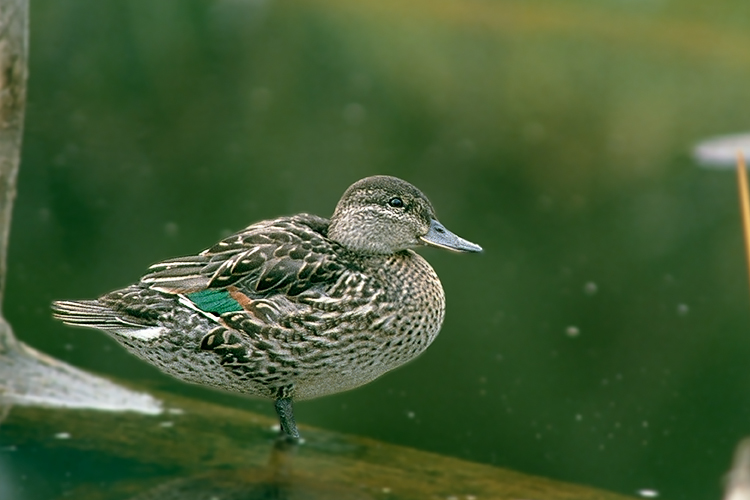 Green-winged, Green Water