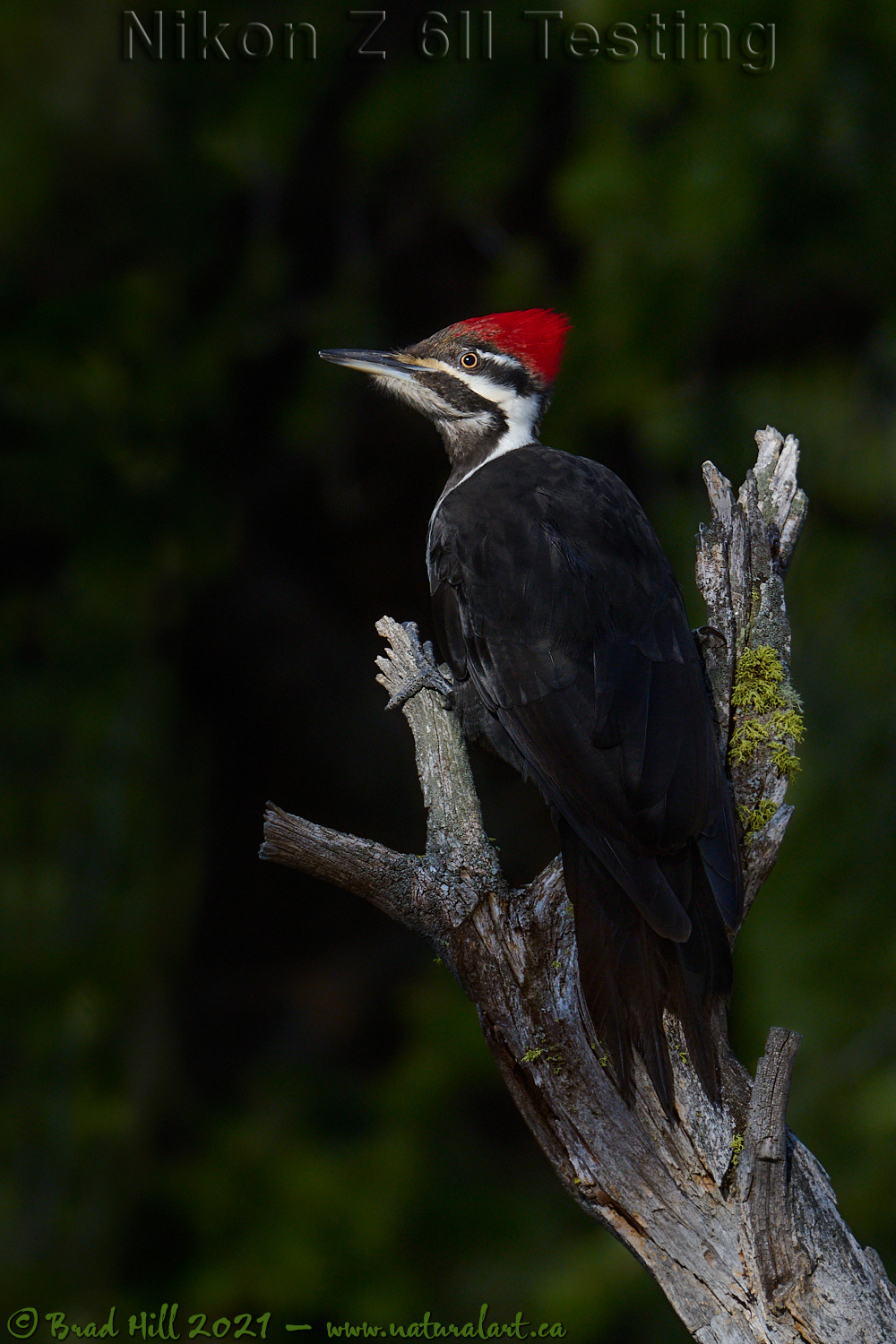Pileated Woodpecker in First Light of Day