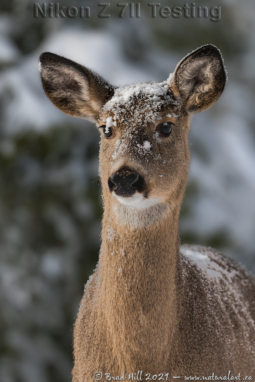 White-Tailed Doe With Snow