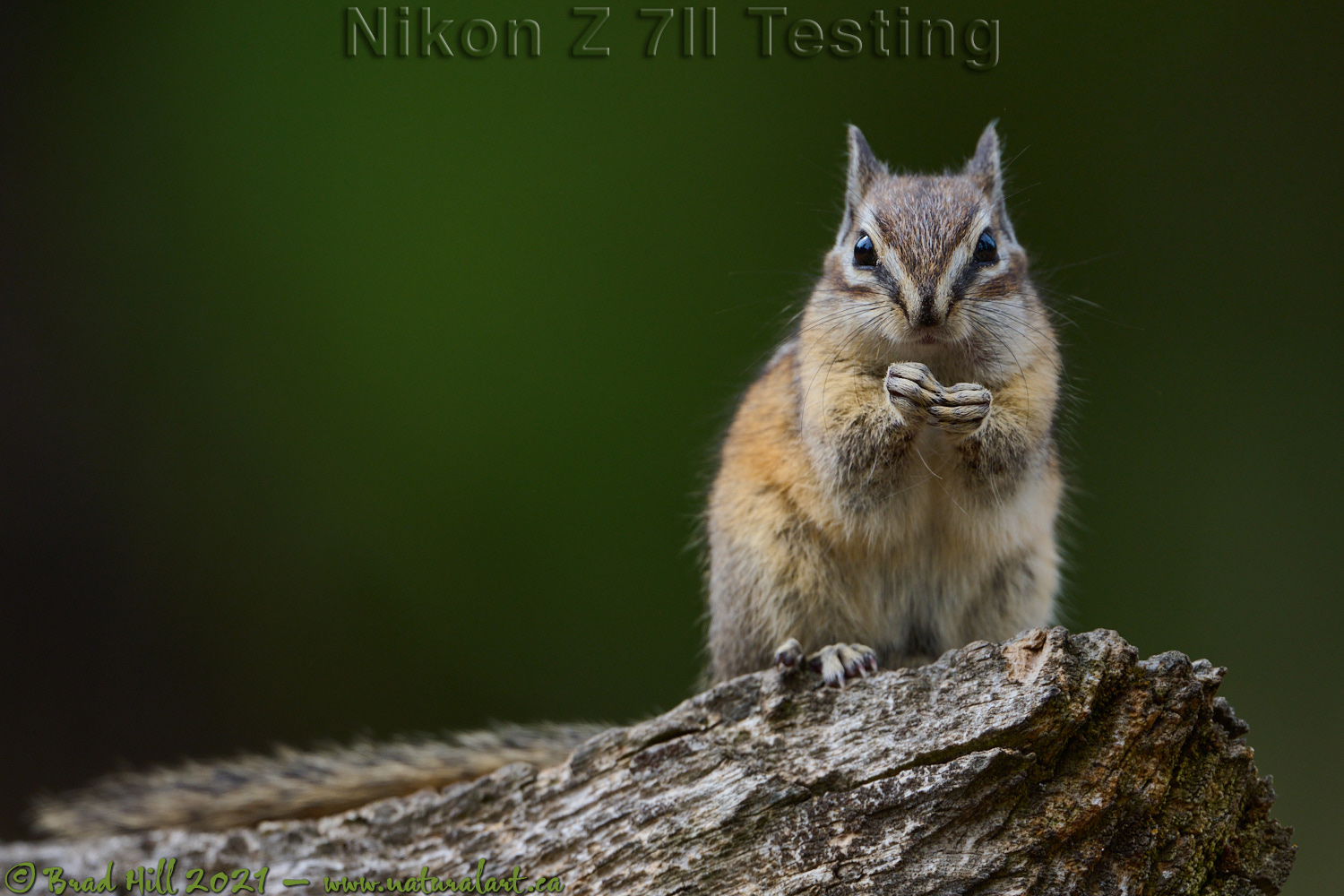 Yellow-pine Chipmunk: Casual and Cute