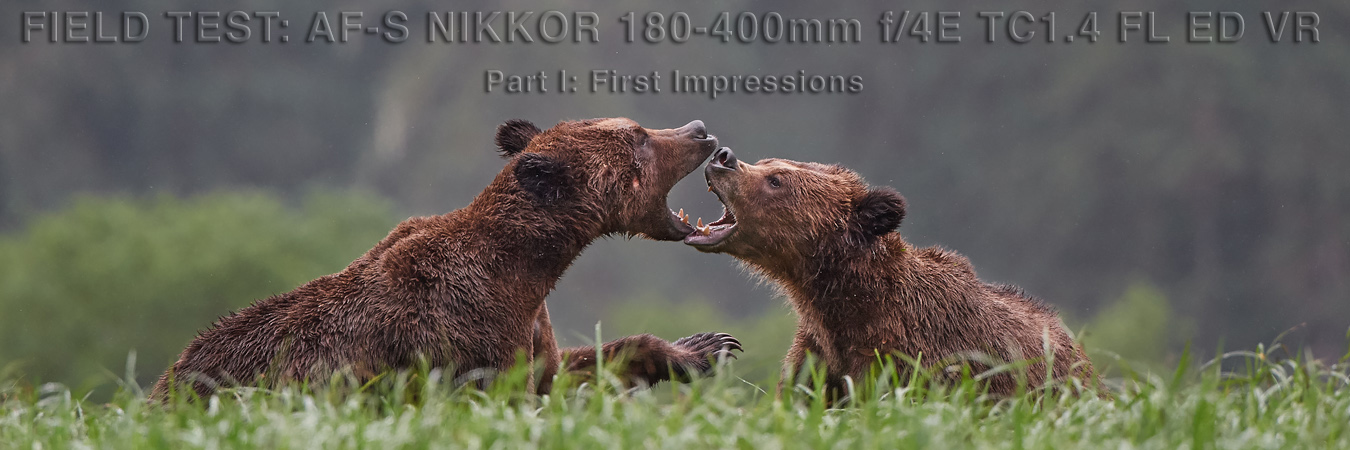 Nikon 180-400mm Field Test: First Impressions
