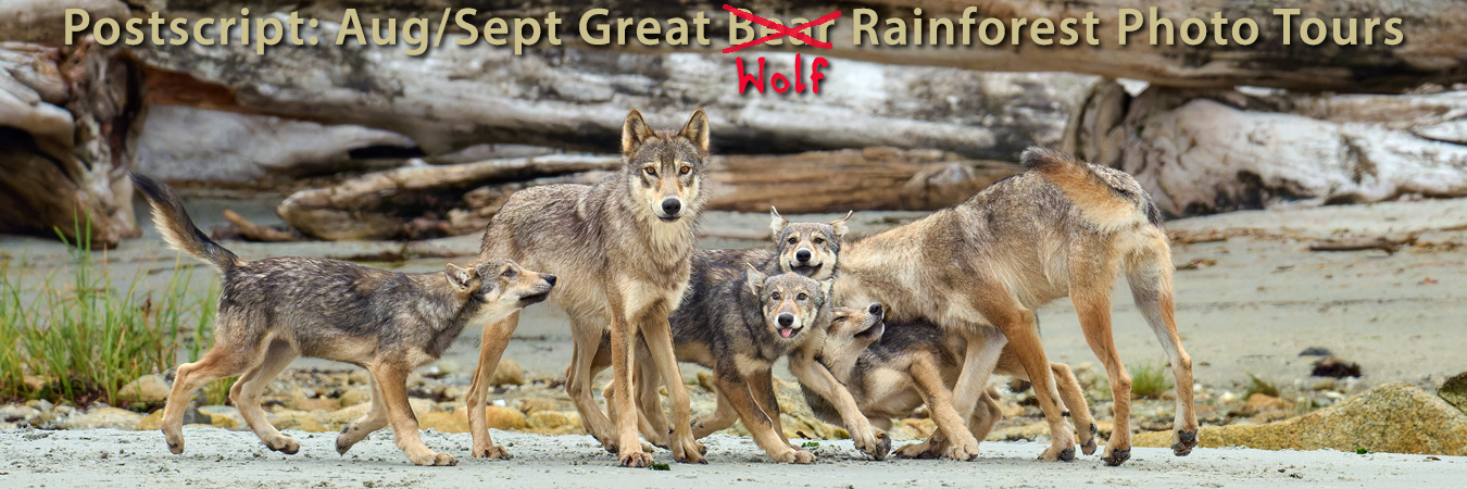 Postscript: Aug/Sept Great WOLF Rainforest Photo Tours