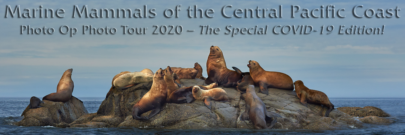 Marine Mammals 2020