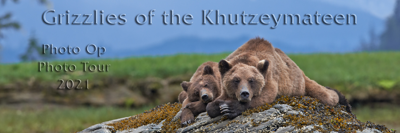 Grizzlies of the Khutzeymateen - Photo Op 2021