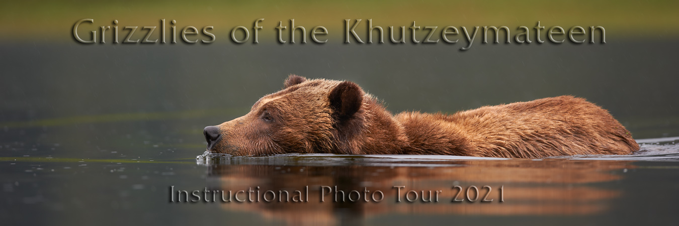 Grizzlies of the Khutzeymateen - IPT 2021