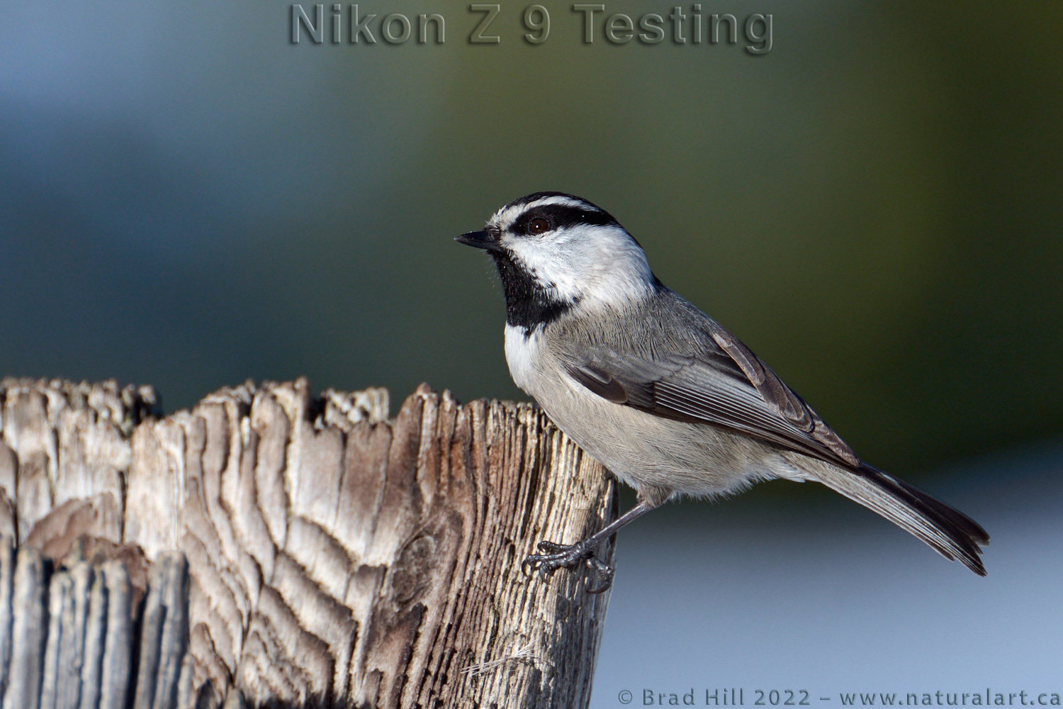 Mountain Chickadee in Afternoon Light