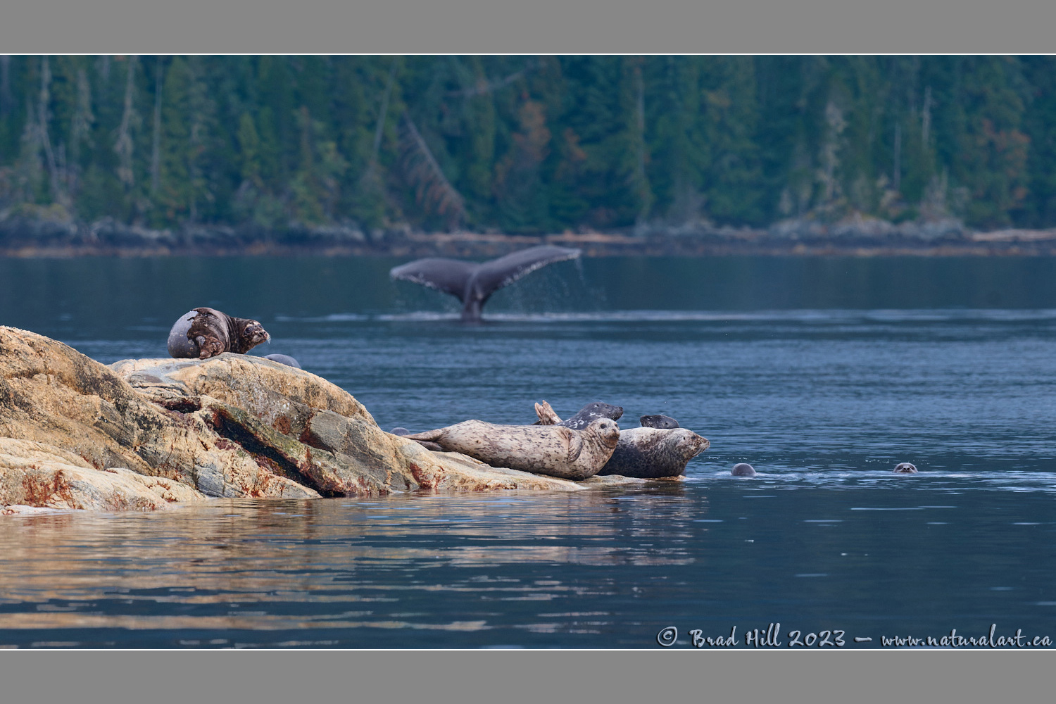 Humpback Humour - Photobombing the Harbour Seals