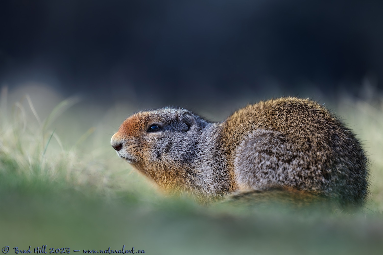 Hunkered Down - Columbian Ground Squirrel