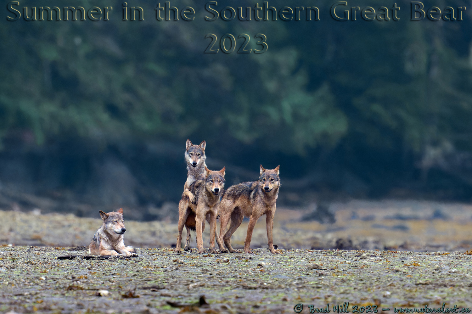 It's a Family Affair - Coastal Gray Wolves