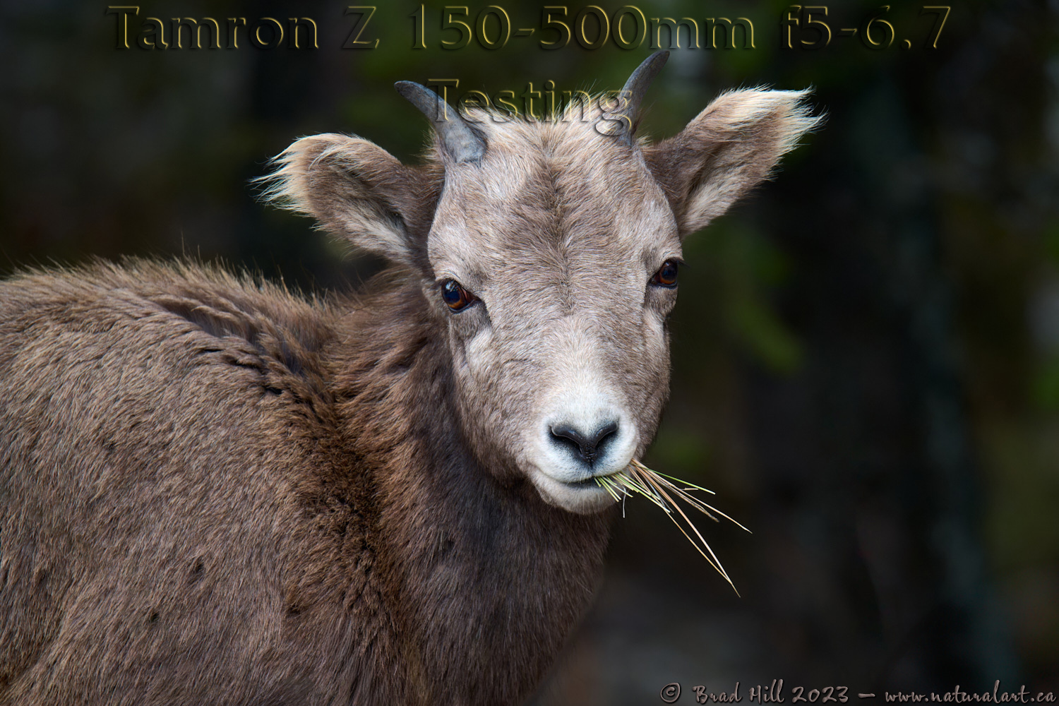 Munching - Young Bighorn Ram