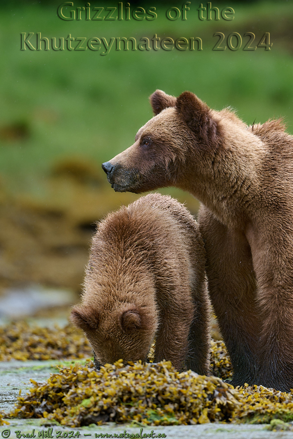 The Good Mom - Watching Over