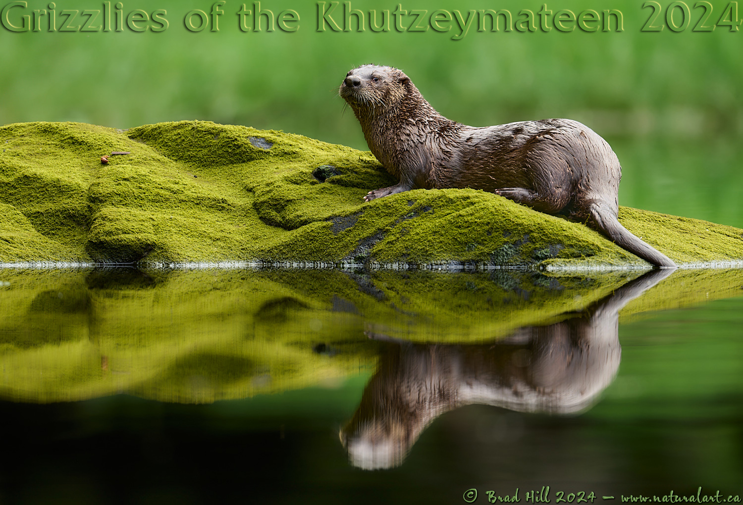 Wary - Northern River Otter