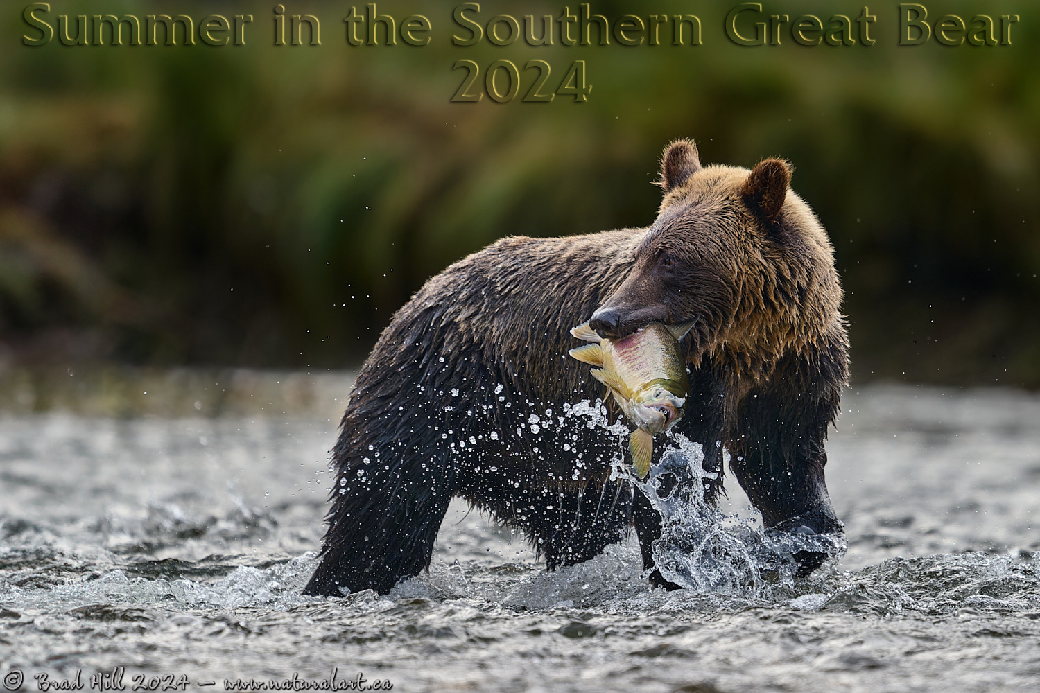 Ma Griz 1 - Chum Salmon 0