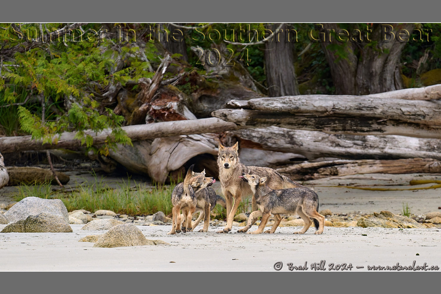 Hungry Anticipation - Coastal Great Wolves