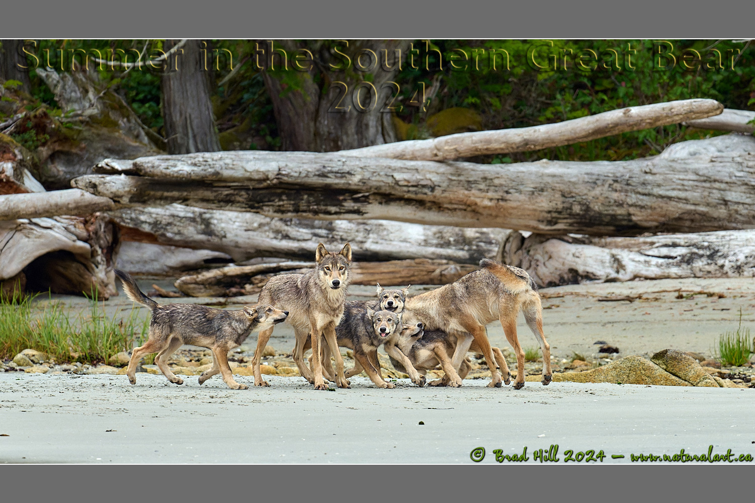 Family Dynamics - Coastal Gray Wolves