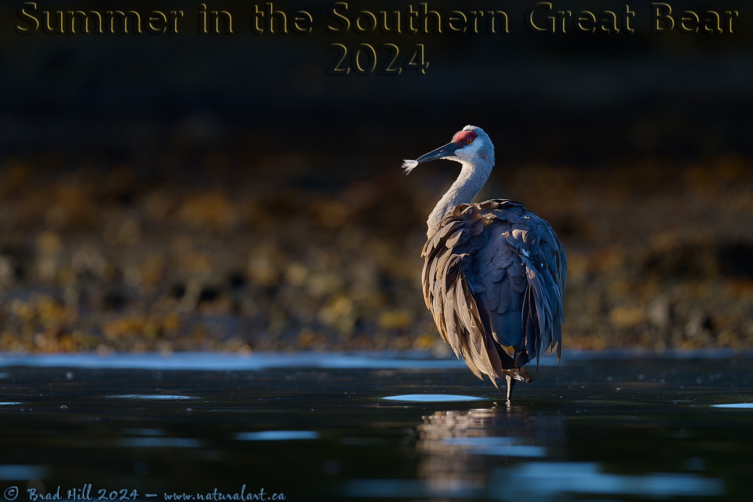 Sandhill Crane - Dawn Primping