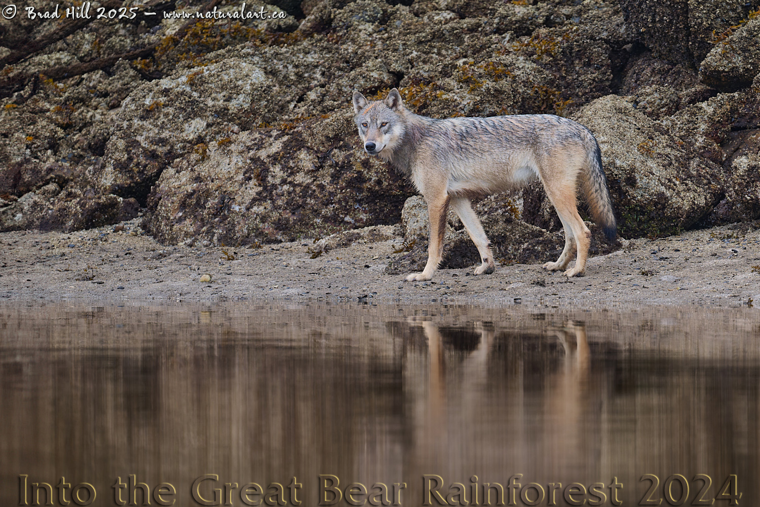 Pausing to Reflect - Coastal Gray Wolf