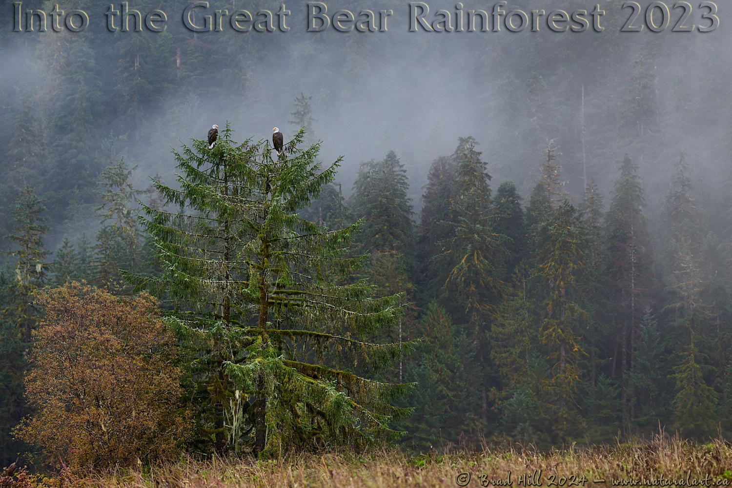Autumn in the Great Bear Rainforest