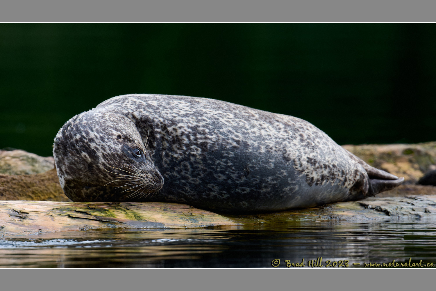 Harbour Seal - Calm Attention