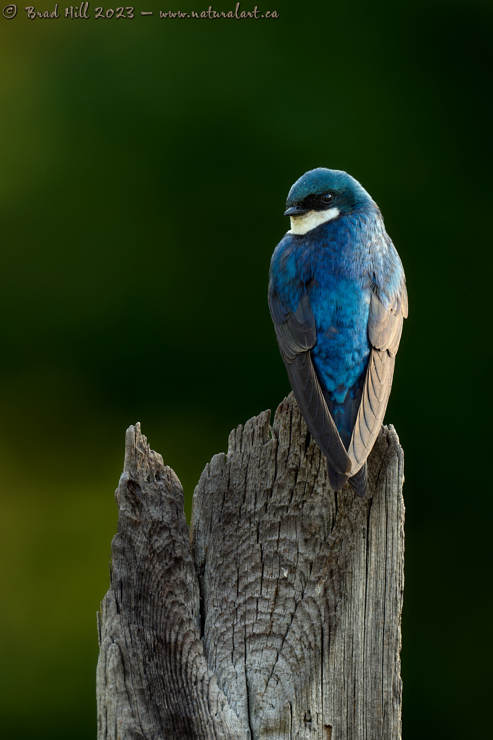 Tree Swallow - First Light of Day