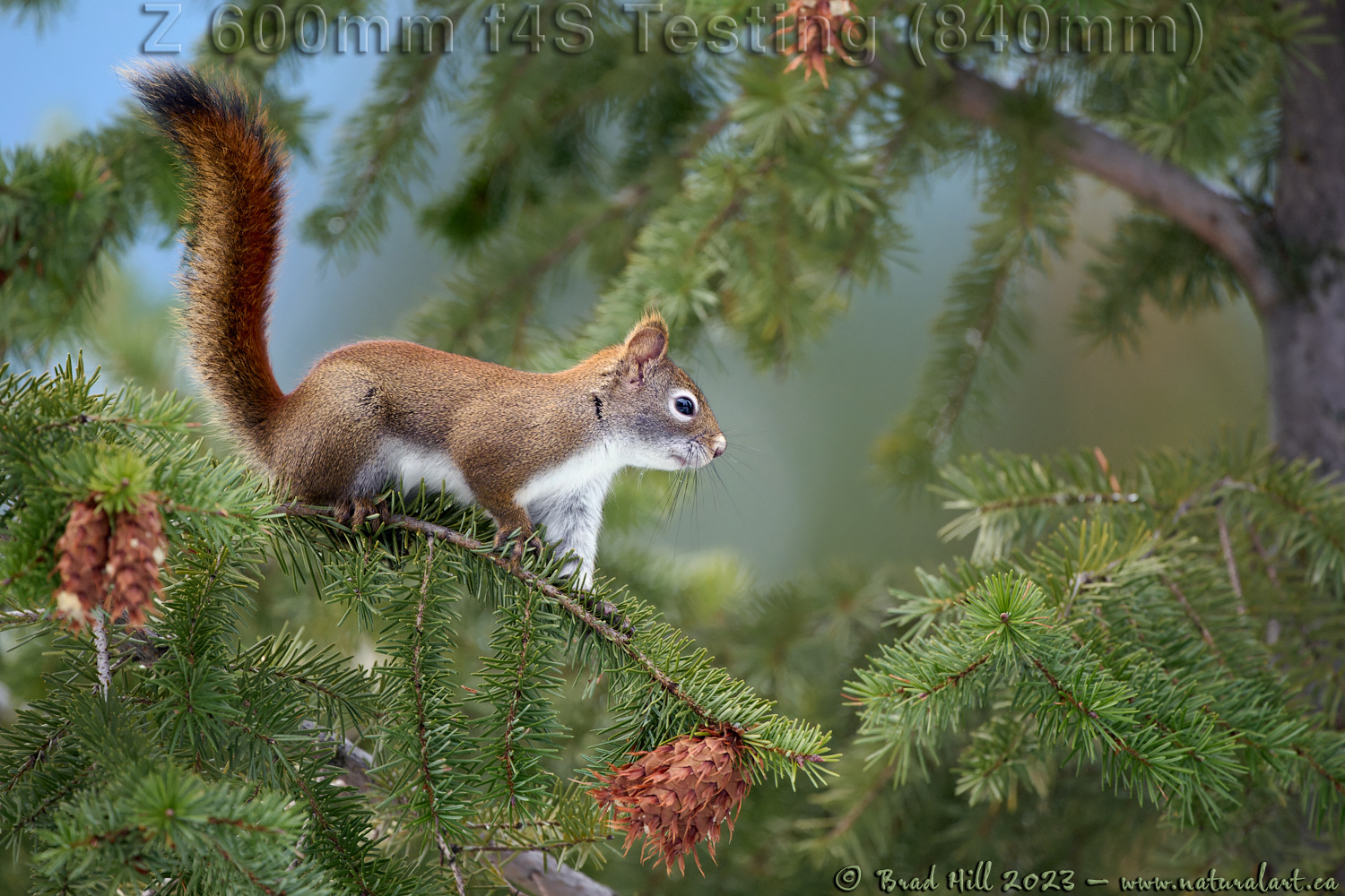 Red Squirrel Harvesting the Cone Crop