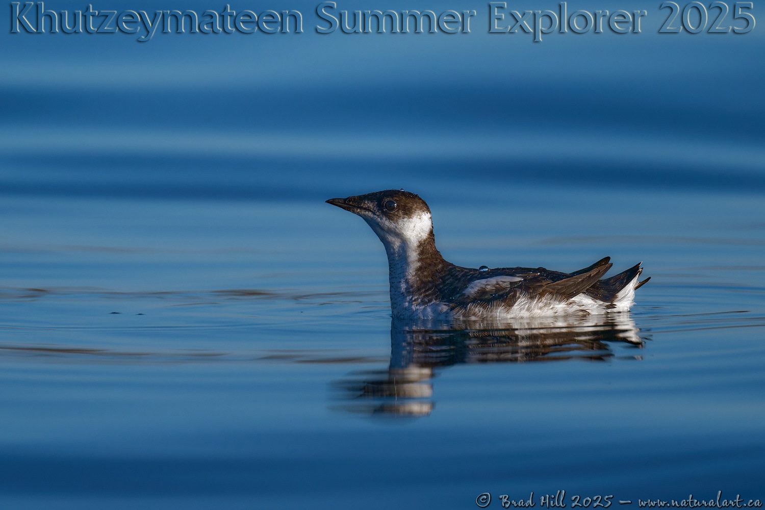 Marbled Murrelet - The Enigma of the Pacific