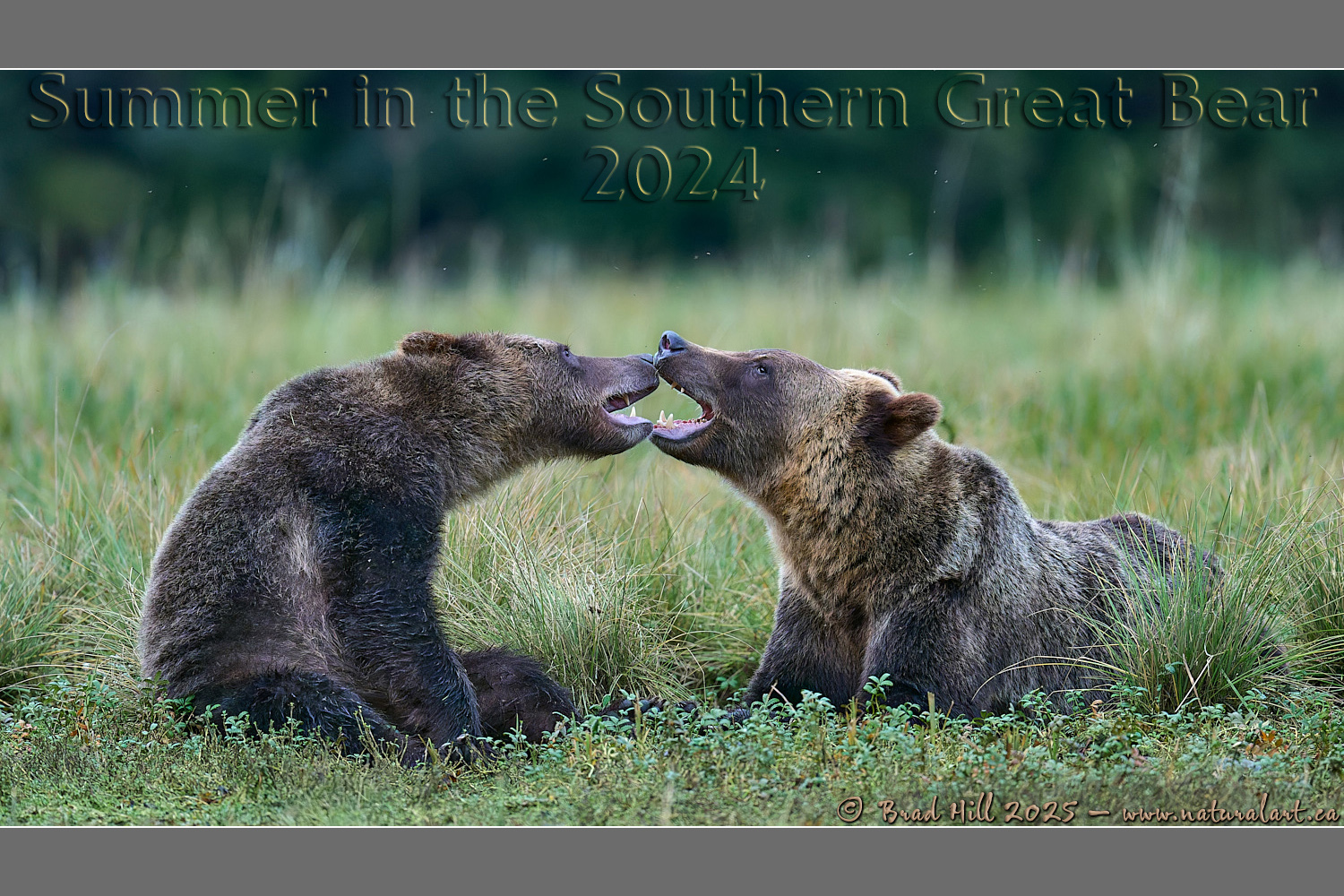 Performing Mouth-to-Mouth - Grizzly Style