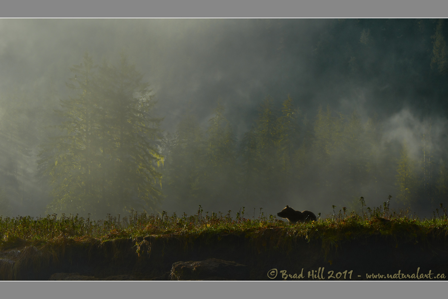 The Ethereal Great Bear Rainforest