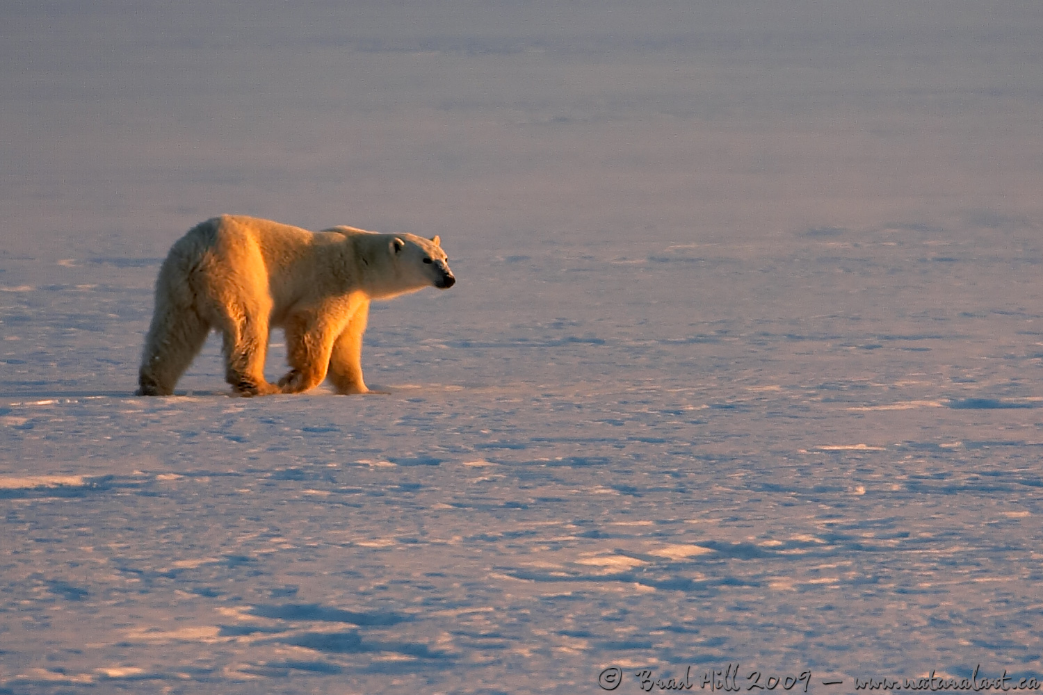 Golden Bear in Arctic Sunrise