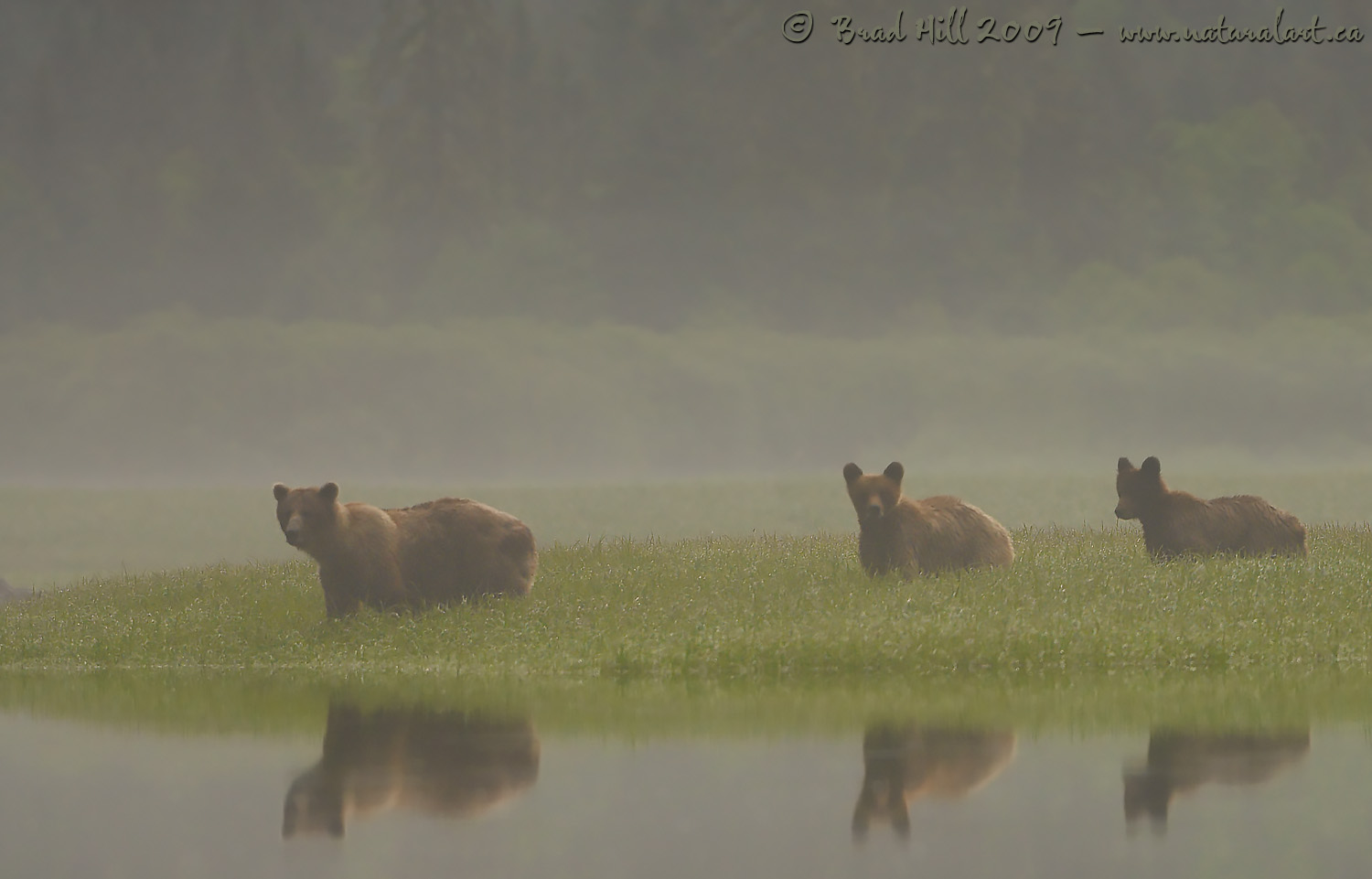Grizzlies in the Mist