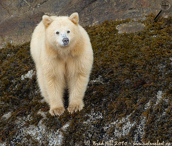 Spirit Bear in Intertidal Zone