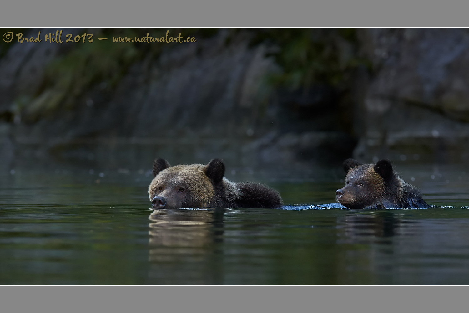 Evening Dip in the Great Bear Rainforest