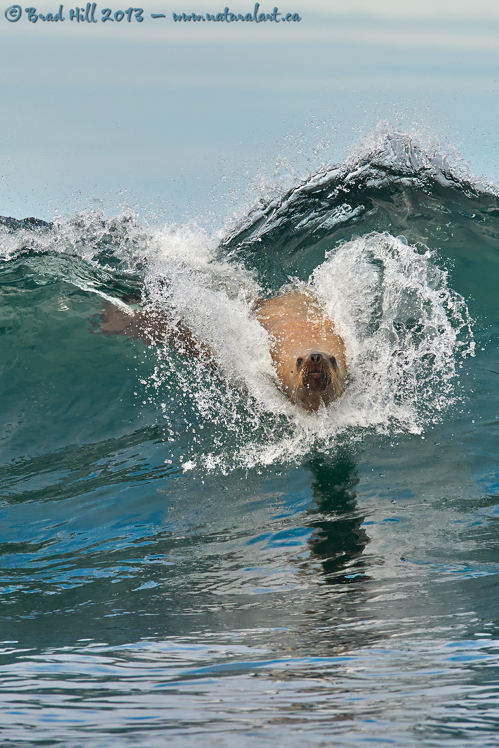Catching the Wave - Surfing Sea Lion