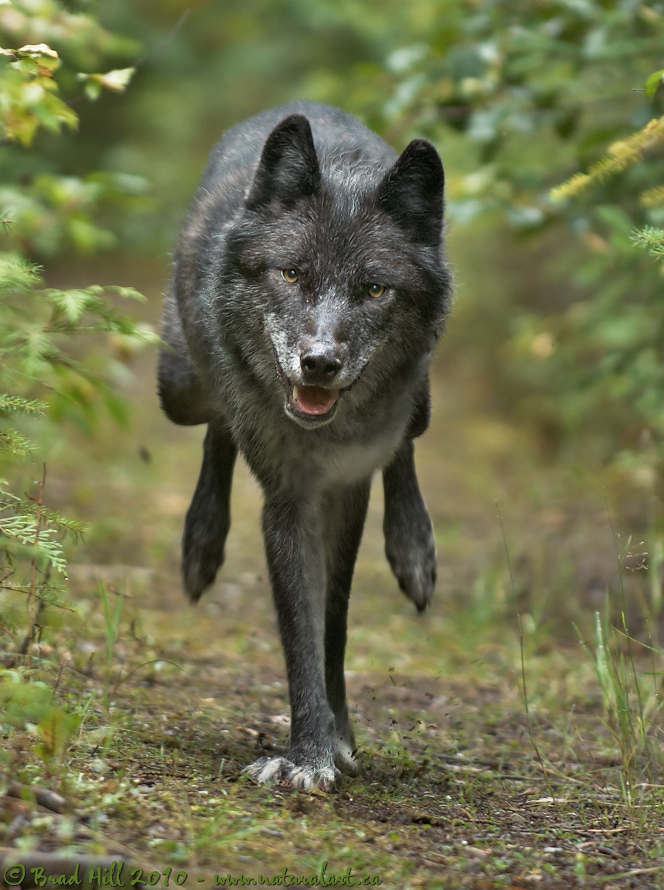 Gray Wolf Running