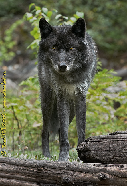 wolf with yellow eyes