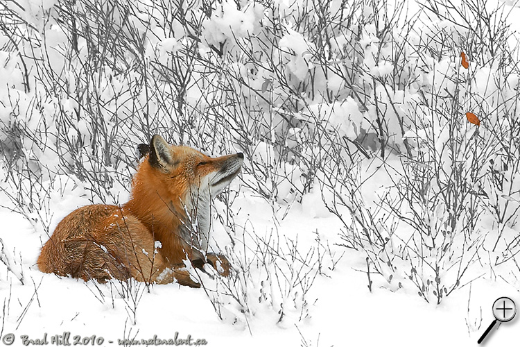 Red Fox - Contemplation