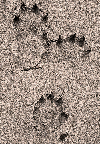 sea otter tracks