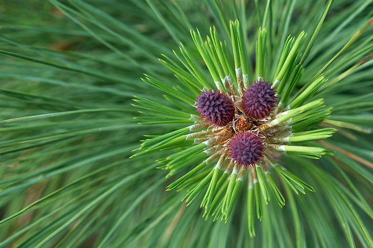 Nascent Ponderosa Pine Cones