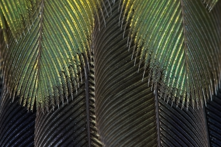 Tail Feathers - Calliope Hummingbird