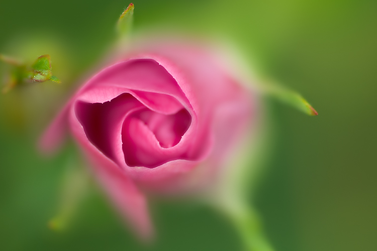 Emergent Prickly Rose